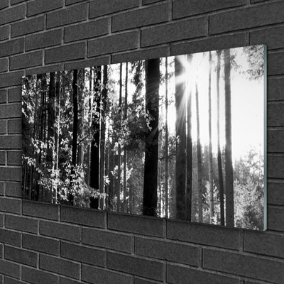 Image sur verre Tableau Forêt nature gris