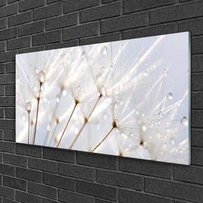 Image sur verre acrylique Pissenlit floral blanc